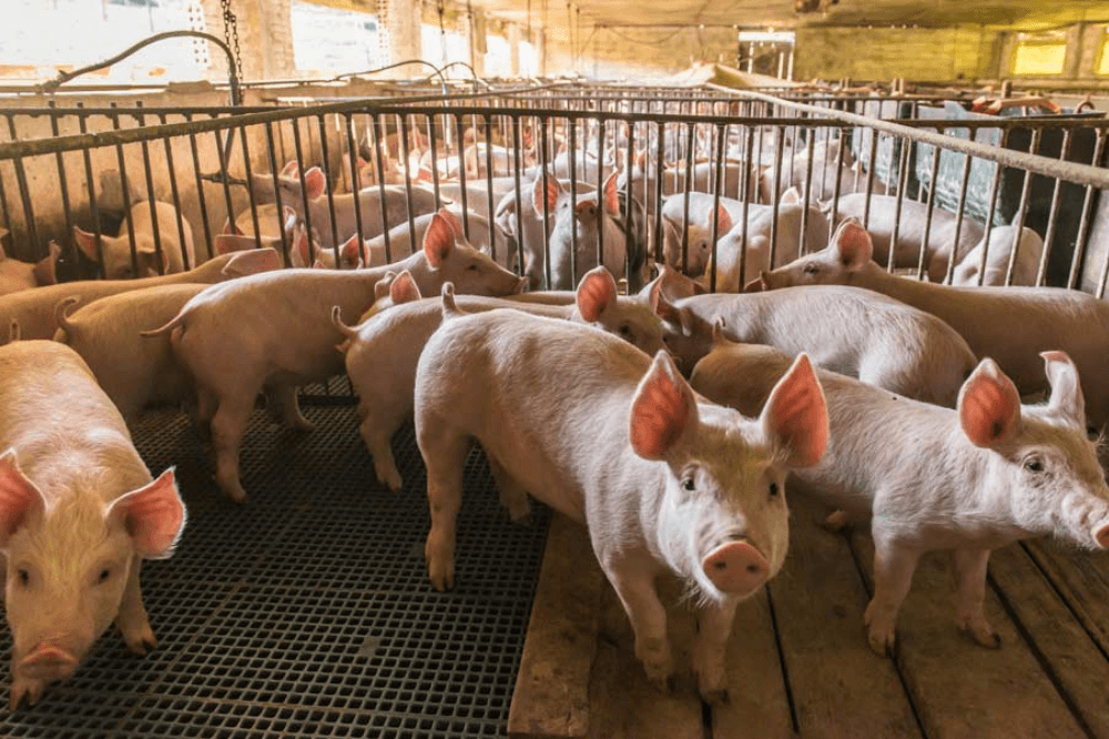 Granjas porcinas: un debate por una solución sustentable